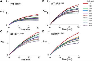 Acetylated Thioredoxin Reductase 1 Resists Oxidative Inactivation